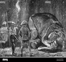 Hunt elephants elephant hunt in hi-res ...