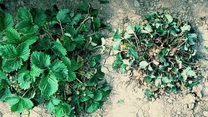 Image result for květopas jahodníkový