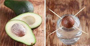 Ich würde gerne einen kern einer avocado einpflanzen, denn irgendjemand hat mir mal erzählt, dass das. Avocado Selber Ziehen So Geht S Eat Smarter