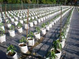 Pemilihan varieti varieti cili hibrid disarankan bagi penanaman 1.2.2 penanaman cili secara fertigasi dapat meningkatkan pendapatan petani atau pengusaha. Kebunlinda Wordpress Com Menjana Pendapatan Di Rumah Melalui Pertanian
