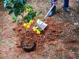 Ich habe vor drei jahren den regenerstionsstab für meinen absterbenden hausbaum, eine eberesche gekauft und. Wir Pflanzen Unseren Ersten Baum Auswander Tagebuch