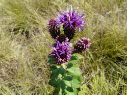 Image result for Vernonia scaettae