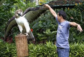 Birds Of The Same Feather Flock Together In Tagalog Monkey Eating Eagle Endangered Monkey Eating Eagle At Philippine Zoo World Chinadaily Philippine Eagle Eagle Pictures Animals