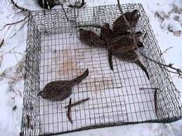 Pheasant Trapping Big Catch Multiple Birds Animal Traps Bird Trap Survival
