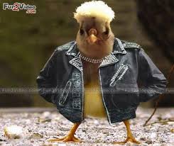 Funny Chicken Style Humorous Picture This Funny Bird Make Smile Å‹•ç‰© Pagesotherbrandwebsiteteens & kids websitekids funny cartoonvideosfunny chicken song with funny lambs and the most popular children's songs. funny chicken style humorous picture
