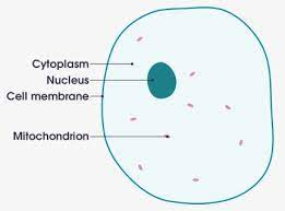 Simple animal cell diagram without labels. Animal Cell Diagram Without Labels Animal Cell Diagram Numbered Hd Png Download Kindpng