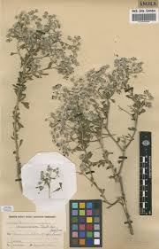 Image result for Vernonia cinerascens