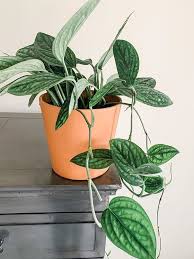 Últimas noticias de política en perú y el mundo. Monstera Peru Care Images And Videos Chooseyourplant