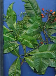 Image result for Apocynaceae subfamilies Apocynoideae and Rauvolfioideae