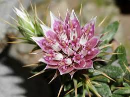 Image result for Macledium