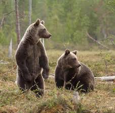 Bildergebnis für bären