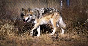 Mexican Gray Wolf What You Need To Know Earthjustice