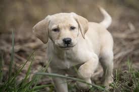 Currently taking deposits for pups to be ready may/june 2017. Pointing Labs For Sale World Class Labrador Puppies