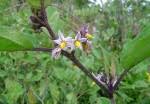 Image result for Solanum grossidentatum