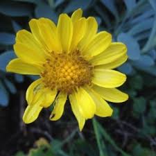 Image result for Hertia