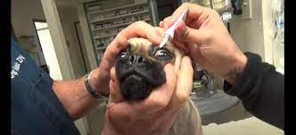 Pug Eye Pop Out What To Do Weird World