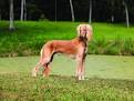 Saluki Puppies For Sale by Reputable Breeders | Pets4You