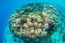 Pemba is the capital of the cabo delgado province in the north of mozambique. Tansania Pemba Pemba The Manta Resort Tauchreisen Von Sun Fun Reise Details