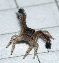 5yr · lepepepew · r/spiders. Talk Spider Archive 2 Wikipedia