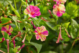 I think these flowers need a better alarm clock, no? How To Grow Four O Clocks A Cottage Garden Favorite Dengarden