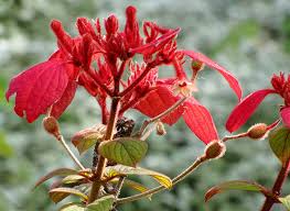 Image result for Mussaenda elegans