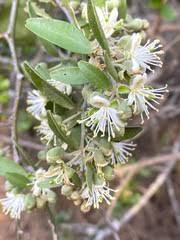 Image result for Capparis fascicularis
