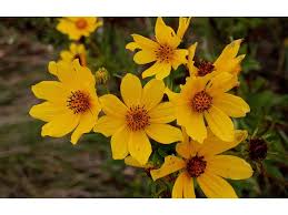 Image result for Bidens kirkii