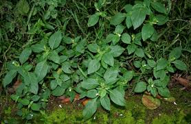 Image result for Asystasia