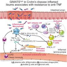 Single Cell Analysis Of Crohns Disease Lesions Identifies A