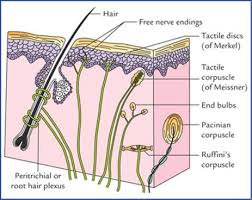 When perturbed, these disks release vesicles filled. Receptors And Effectors Textbook Of Clinical Neuroanatomy 2 Ed