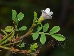 Image result for Tephrosia polystachya