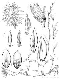 Image result for Pseudechinolaena polystachya