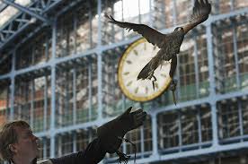 Bird of prey pest control. Am Hawk London Specialists In Bird Control Using Hawks Falconry Services