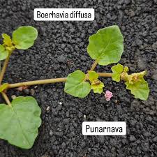 Image result for Boerhavia diffusa