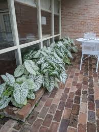 Caladiums – Wisconsin Horticulture