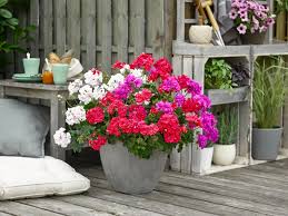 Image result for Pelargonium mossambicense