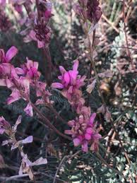 Image result for Hedysarum