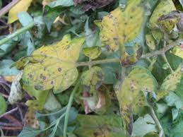 We did not find results for: Sudden Outbreak Of Yellow Leaves On Tomato And Other Plants Gardening Landscaping Stack Exchange
