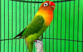 Untuk mengetahui ciri lovebird ngekek panjang anda bisa melihat nya dari bentuk fisik terutama pada bagian kepala, pasalnya bentuk dan ukuran kepala itu dapat di jadikan sebagai acaun bahwa burung lovebird tersebut dapat ngekek panjang atau tidak jika bentuk kepalanya proporsional atau pas tidak terlalu besar dan tidak terlalu kecil maka burung lovebird tersebut. Hvjbqahlvfuqqm