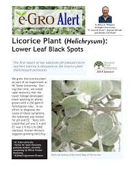 Helichrysum gymnocephalum is a breath of fresh air. Pdf Licorice Plant Helichrysum Disorder Diagnostics