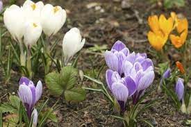 Crocus flowers do not have stems. Types Of Crocus Bulbs Learn About Different Spring And Fall Blooming Crocus