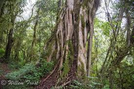 Image result for Ficus craterostoma