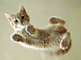 21 pictures of cats on glass cute animal pictures beautiful kittens kittens cutest