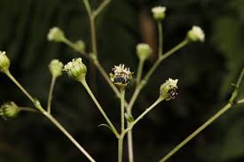 Image result for Adenostemma