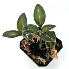 Image result for Lotus discolor