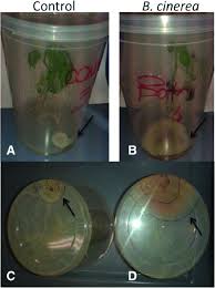 Image result for tomato seedling botrytis