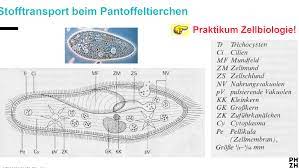 Wie verläuft der Stofftransport bei Pantoffeltierchen? | 1b Zellbiologie II  | Repetico