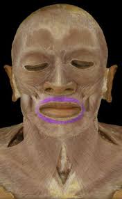 Unit II, Practical, Muscles of Head & Neck Flashcards