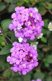 Image result for Lantana ukambensis