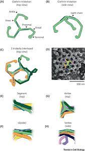 Although the machineries that drive the formation of endocytic vesicle. From Flat To Curved Clathrin Controlling A Plastic Ratchet Trends In Cell Biology